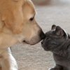 Send Your Pet a Valentine!
